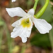 23. Beclardia macrostachya Orchidaceae Endémique Madagascar et Mascareignes IMG_9109.JPG.jpeg
